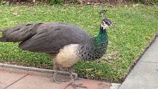 Peahen Nova Takes Daughter WeePee to School [upl. by Atteloj24]