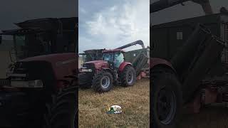 Трактор Case Puma с бункером перегрузчиком не успевает за комбайном Fendt Ideal 8 [upl. by Simonne128]