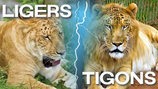 LIGERS vs TIGONS  Two Unique LionTiger Hybrid Species [upl. by Asseral]