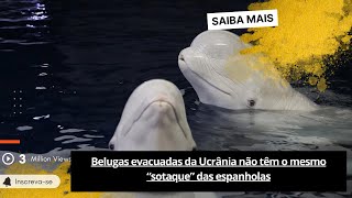 🟢Belugas evacuadas da Ucrânia não têm o mesmo “sotaque” das espanholas [upl. by Isyak200]