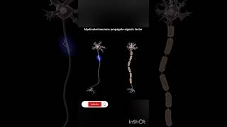 Myelinated and NonMyelinated neurons Neural control amp coordination Biology NEETAnimation video [upl. by Florinda147]