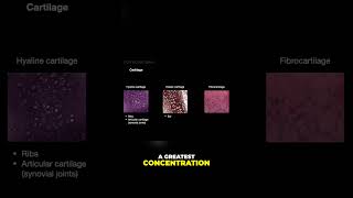 Understanding Cartilage Hyaline Elastic and Fibrous shorts histology anatomy cartilage [upl. by Beverly]