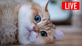 Hosico Live stream  12172023 [upl. by Flora]