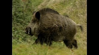 HE TALKS TO WILD BOARS  IL PARLE AUX SANGLIERS [upl. by Richards]