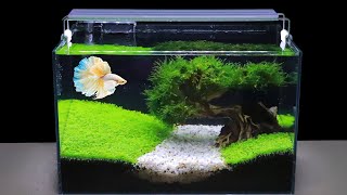 How To Grow Aquatic Plants in Aquarium Amazing Diy Aquascape For Betta Fish No Co2 Have Filter 119 [upl. by Catriona]