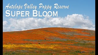 Antelope Valley Poppy Reserve Super Bloom 2019 [upl. by Ahsinnod]