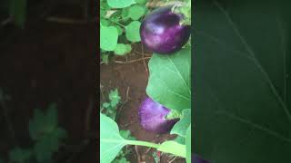 Kathari kaivegetablegardenplants veetu thottamshorts [upl. by Adnerb]