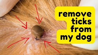 Removing ticks from my dog [upl. by Atteuqnas]