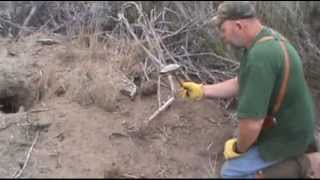 Coyote Flat Set how to trap more coyotes with a shell [upl. by Rosalia928]