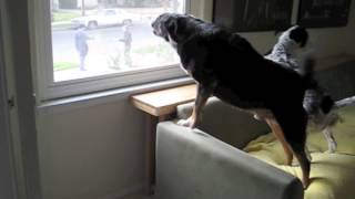 Dogs Barking At Mailman [upl. by Alamac846]