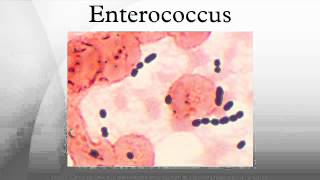 Enterococcus [upl. by Idelle]