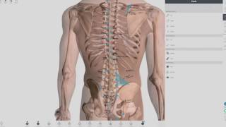 AnteriorPosterior Chapman Points  COMLEX [upl. by Ykvir]