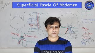 Superficial fascia of abdomen Fascia of Camper Fascia of Scarpa Colles fascia Holdens line [upl. by Aldridge]