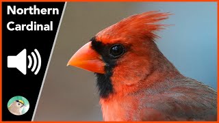 Northern Cardinal  Sounds [upl. by Juline]