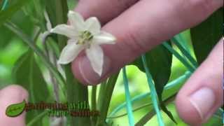 How to pollinate chillies and peppers [upl. by Pasia]