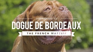 ALL ABOUT THE DOGUE DE BORDEAUX THE FRENCH MASTIFF [upl. by Ramgad679]