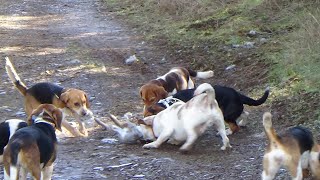 2022 Running Cottontail Rabbit wBeagles in Oregon  1500 ft [upl. by Jar]