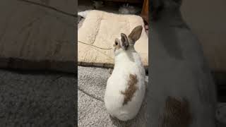 Bunny Snowball eating hay which is longer then himself 兔兔食長長草 [upl. by Keen77]