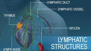 Anatomy and Physiology of Lymphatic System [upl. by Rehpatsirhc291]