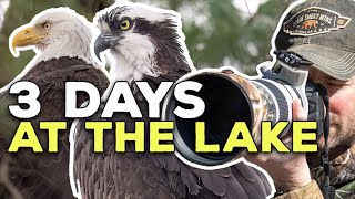 I Spent 3 DAYS Photographing Spring Wildlife  Bald Eagles amp Osprey [upl. by Adiana]