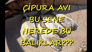 ÇİPURA AVI KUMBURNU  ORAK ADASI NEREDE BU BALIKLAR [upl. by Eeuqram]