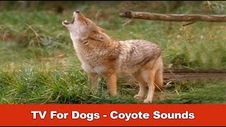 TV For Dogs  Coyote Sounds [upl. by Aemat671]