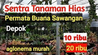 SentraTanaman Hias Taman Permata Buana Sawangan Depok [upl. by Ninahs]