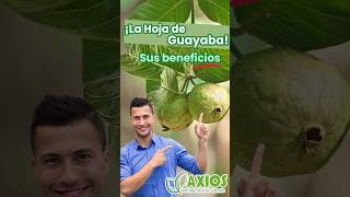 La Hoja de Guayaba y sus Beneficios [upl. by Neeron158]