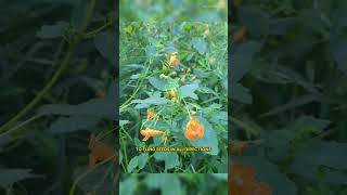 The Exploding Jewelweed Natures TouchSensitive Plant [upl. by Millhon]