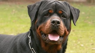 El Rottweiler [upl. by Cristiano923]