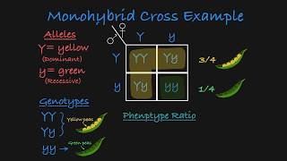 Monohybrid Cross Explained [upl. by Hindu]