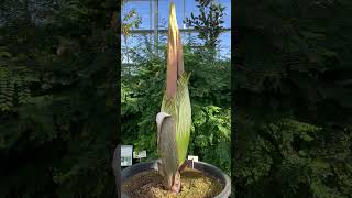 Titan Arum Amorphophallus titanum  endemic flower from Sumatra Island Indonesia [upl. by Dnaltroc]