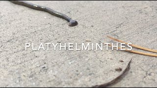 Platyhelminthes [upl. by Mariele]