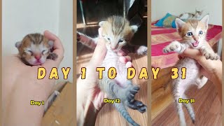 Day 1 to day 31 kitten growth  Timelapse  4k [upl. by Aissej]