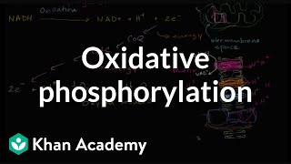 Oxidative phosphorylation and the electron transport chain  Khan Academy [upl. by Nemad62]