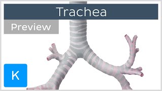 Trachea location and structure preview  Human Anatomy  Kenhub [upl. by Cnahc320]