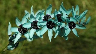 Ixia polystachya  African Corn Lily [upl. by Rip366]