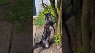 🐾🐱 Maine Coon Investigateur  Sherkan Étudie Comment Grimper à lArbre 🌲😽 3 ans 1043 [upl. by Eraste]