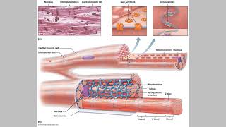 Cardio Part 3 Cardiomyocytes [upl. by Anahs]