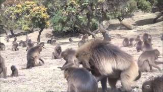 Gelada Baboons Simien Mountains Ethiopia [upl. by Badr]