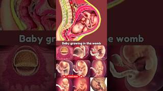 Baby Growing in the Womb 🥰💯 fetus pregnancy foryou [upl. by Nanoc]