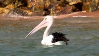 Australian Pelican Pelecanus conspicillatus  Brillenpelikan 3 [upl. by Airitac]