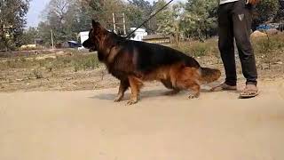 Import Quality Adult Angulated German Shepherd Stud Puppies Ready for Sale in India [upl. by Tynan799]