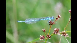 Southern Damselfly Project [upl. by Ennylyak]