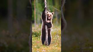 Funny African Bear🐻 want to Climb on Tree  Bear  Wildlife  shorts trending bear wildlife [upl. by Abdella936]