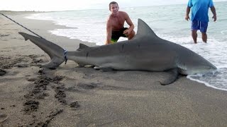 GIANT Sharks CAUGHT Where YOU Swim [upl. by Annoyed]