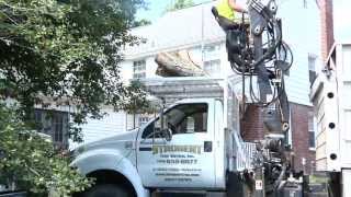 Tree Service in Bear DE Strobert Tree Services [upl. by Eisiam]