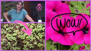 How to Plant Petunia Seedlings Planting Transplanting Time [upl. by Metah]