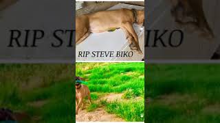 Simparica Tablet Killed My Lovely Dog [upl. by Craddock]