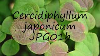 How to pronounce Cercidiphyllum japonicum JPG01b in English [upl. by Kore]